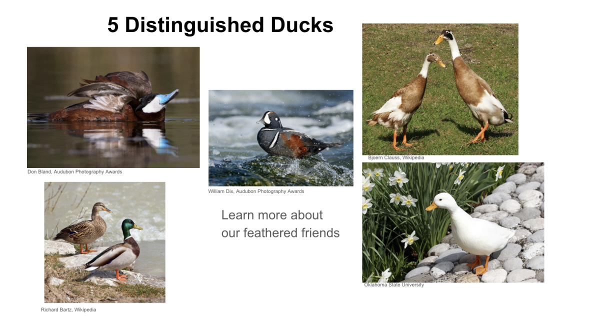 Dive Into the World of Ducks